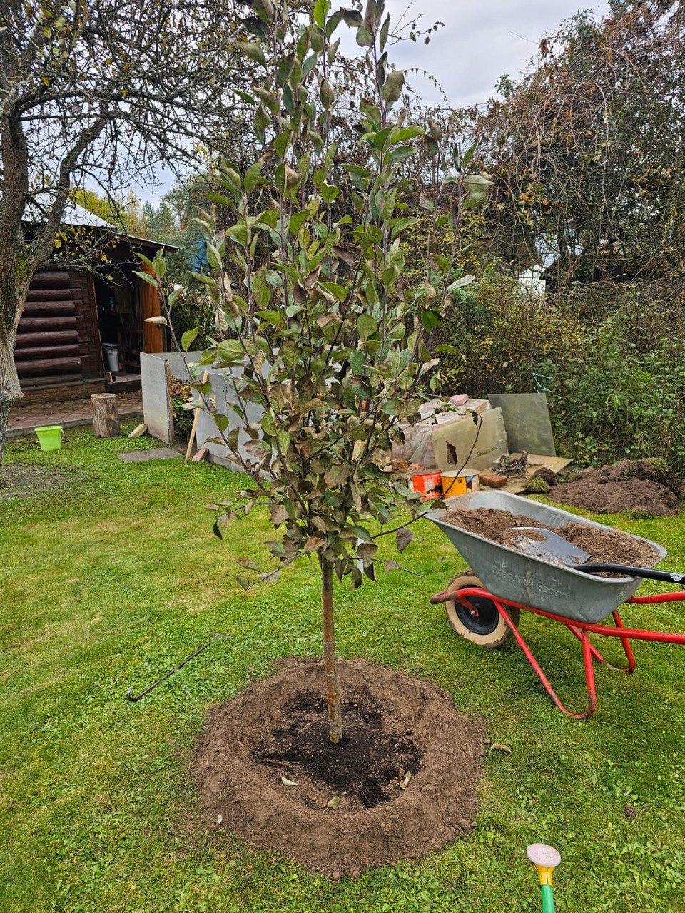 Саженцы плодовых деревьев как выглядят