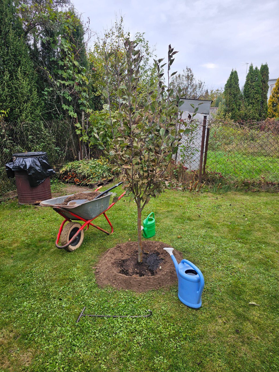 Саженцы плодовых деревьев как выглядят