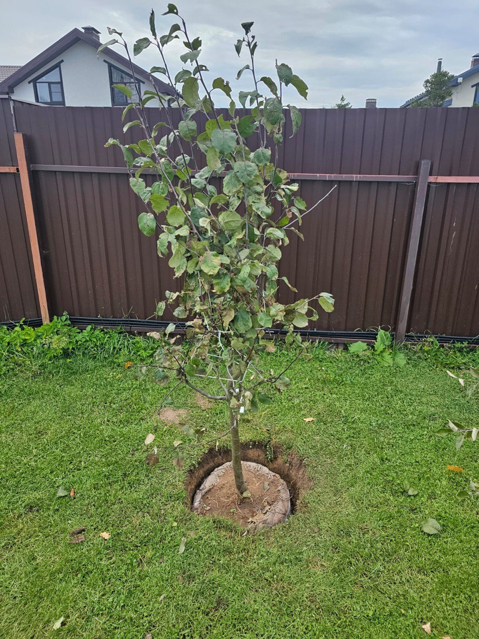 Саженцы плодовых деревьев как выглядят