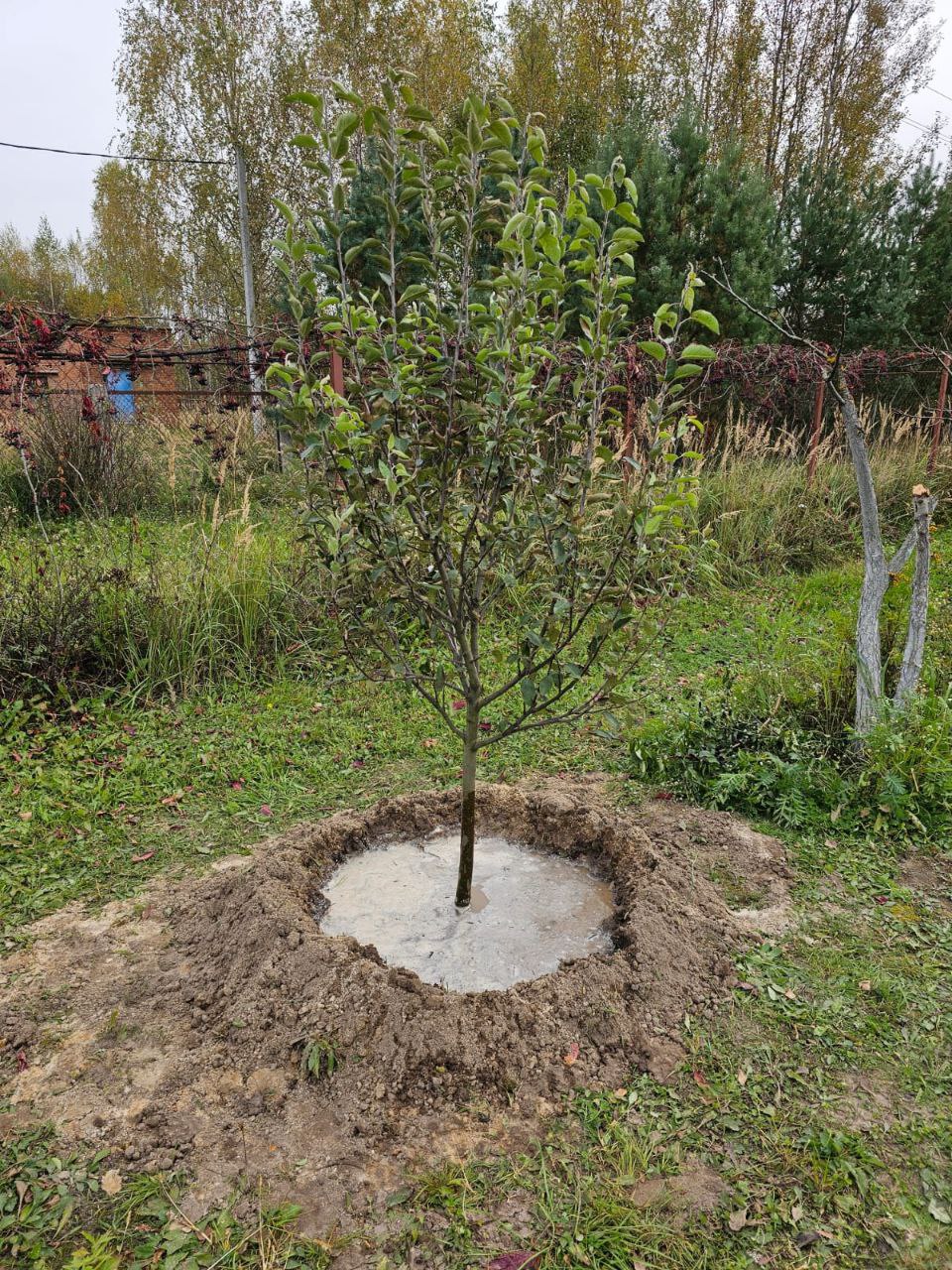Саженцы плодовых деревьев как выглядят