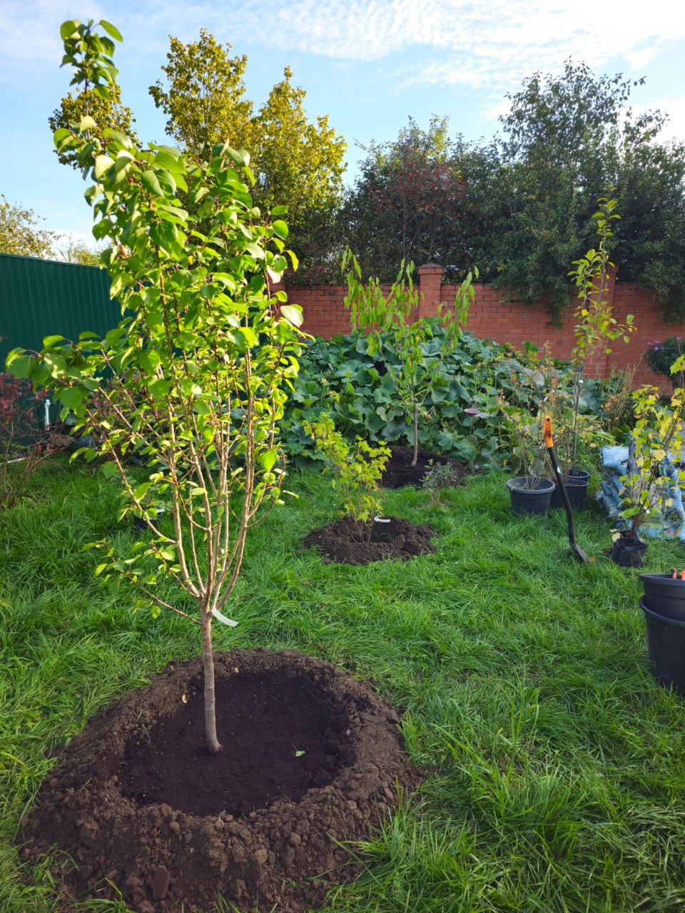 Саженцы плодовых деревьев как выглядят