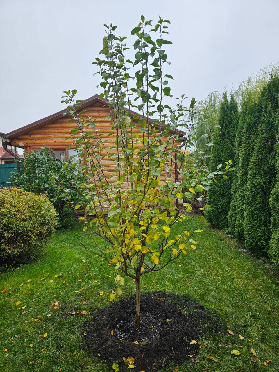 Саженцы плодовых деревьев как выглядят