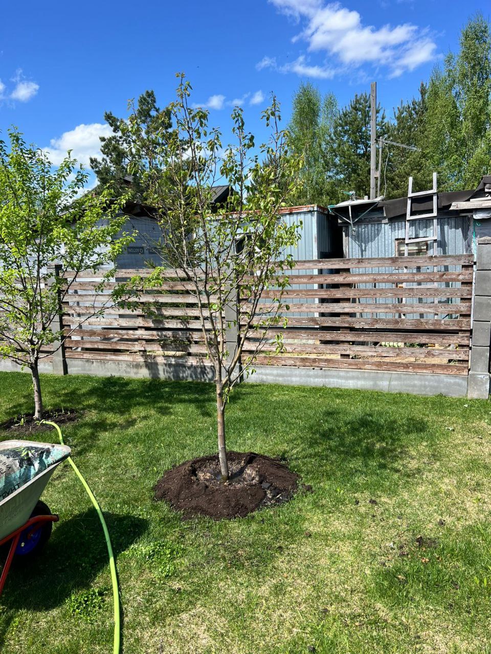 Саженцы плодовых деревьев как выглядят