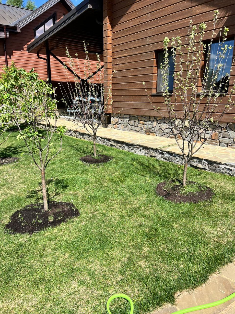 Саженцы плодовых деревьев как выглядят