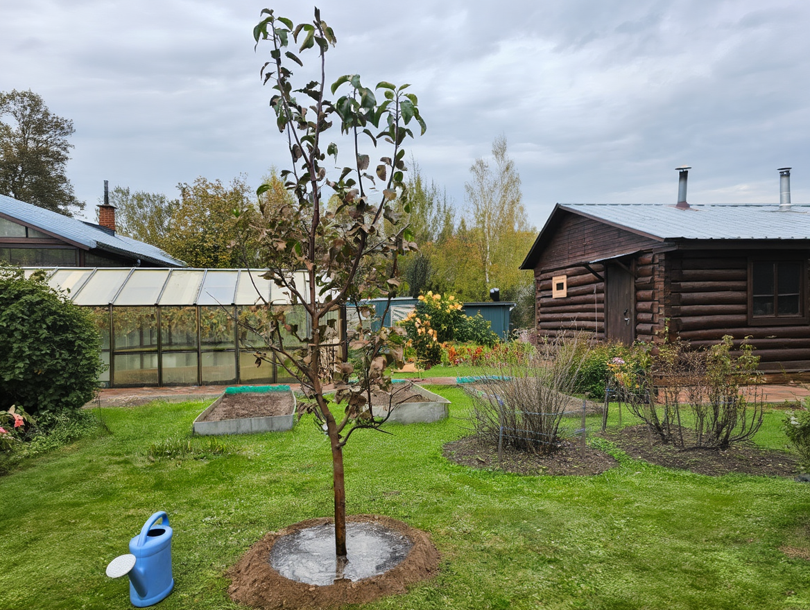 услуги по посадке деревьев и кустарников