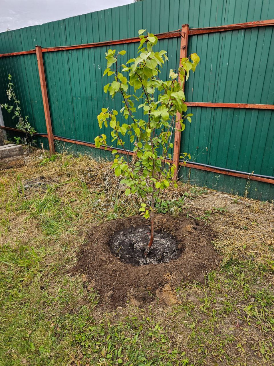 услуги по посадке деревьев и кустарников