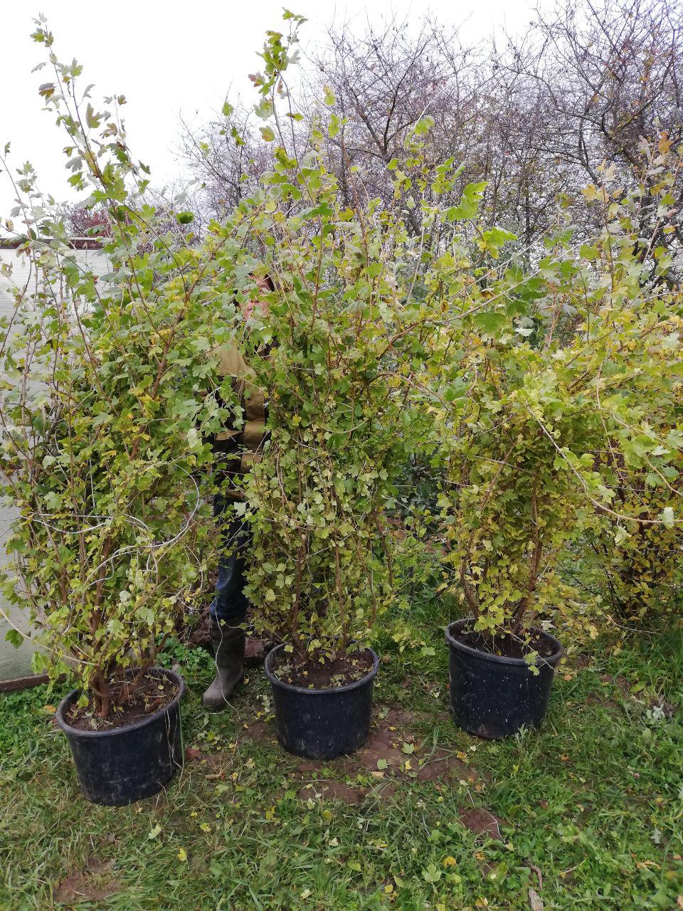 Саженцы как выглядят