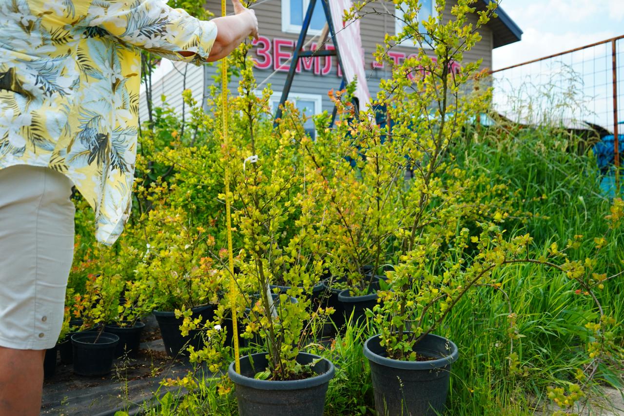 Саженцы как выглядят