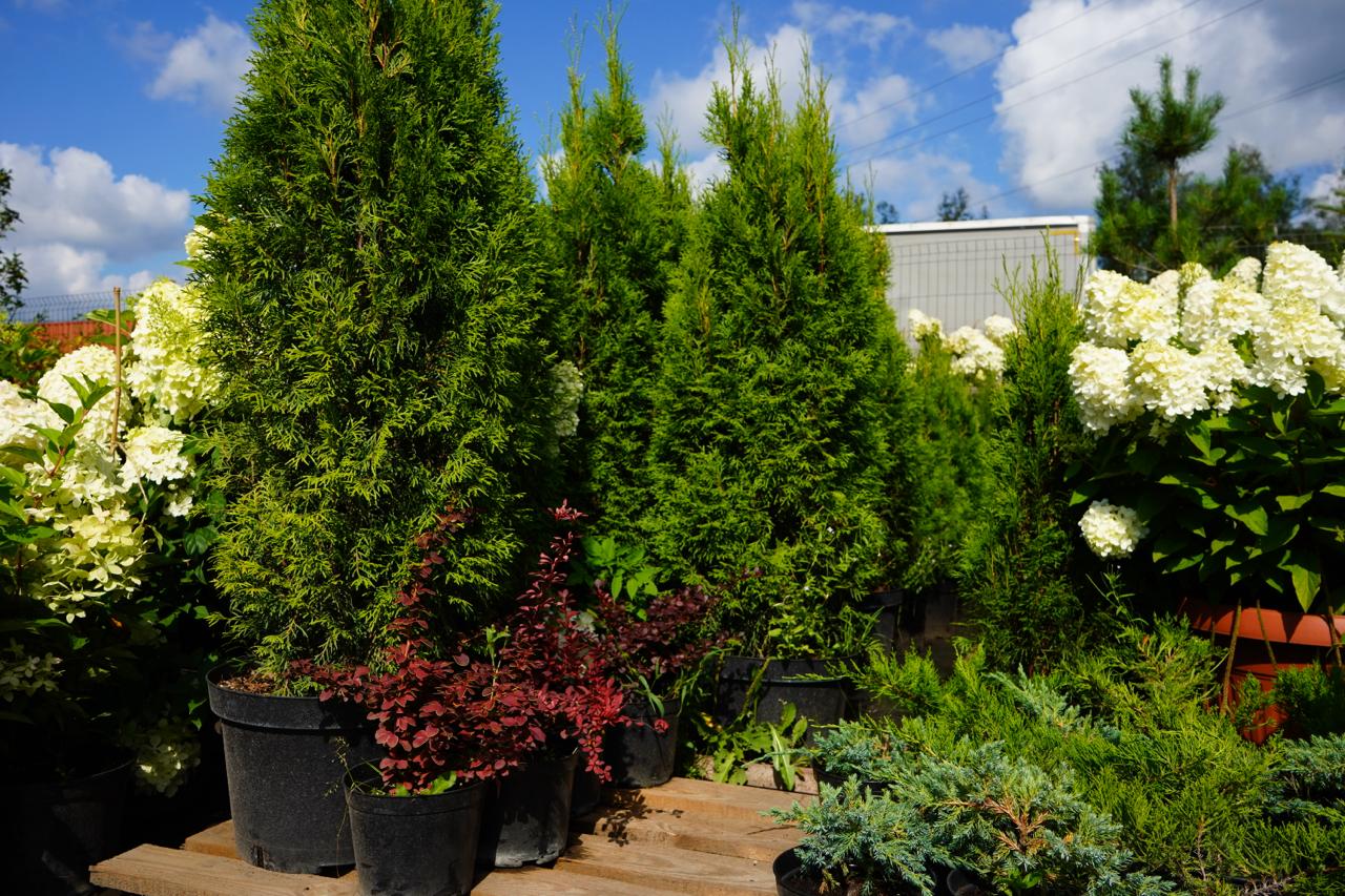 Саженцы как выглядят