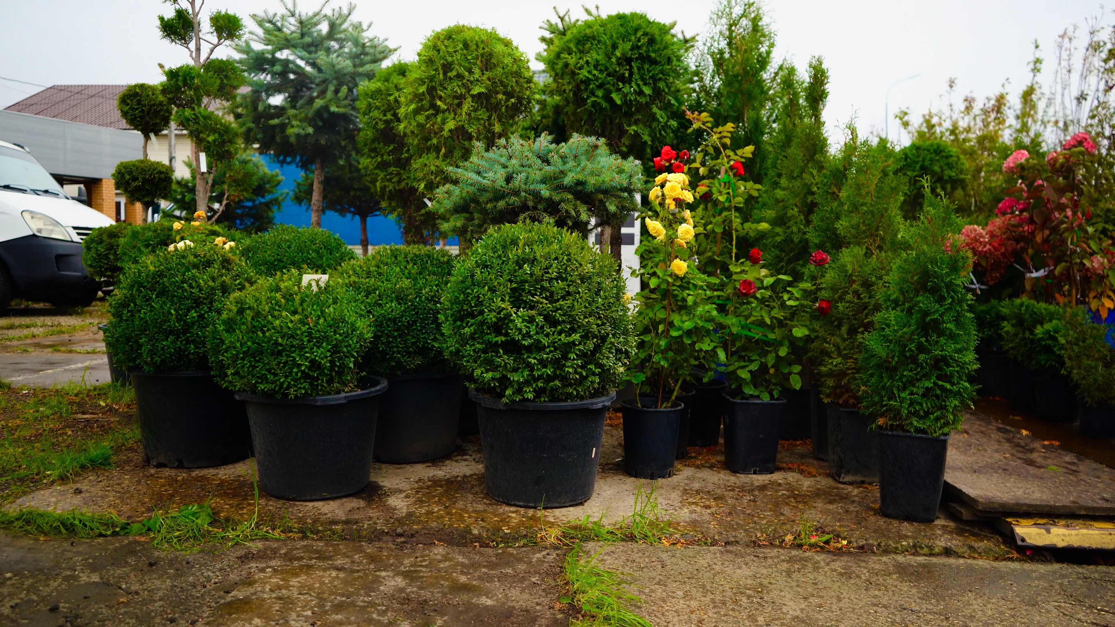 Саженцы как выглядят