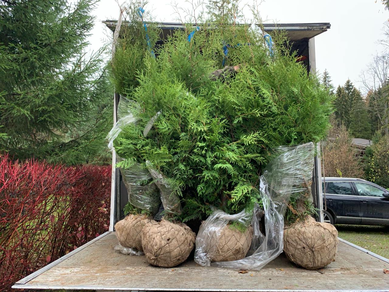 Саженцы как выглядят