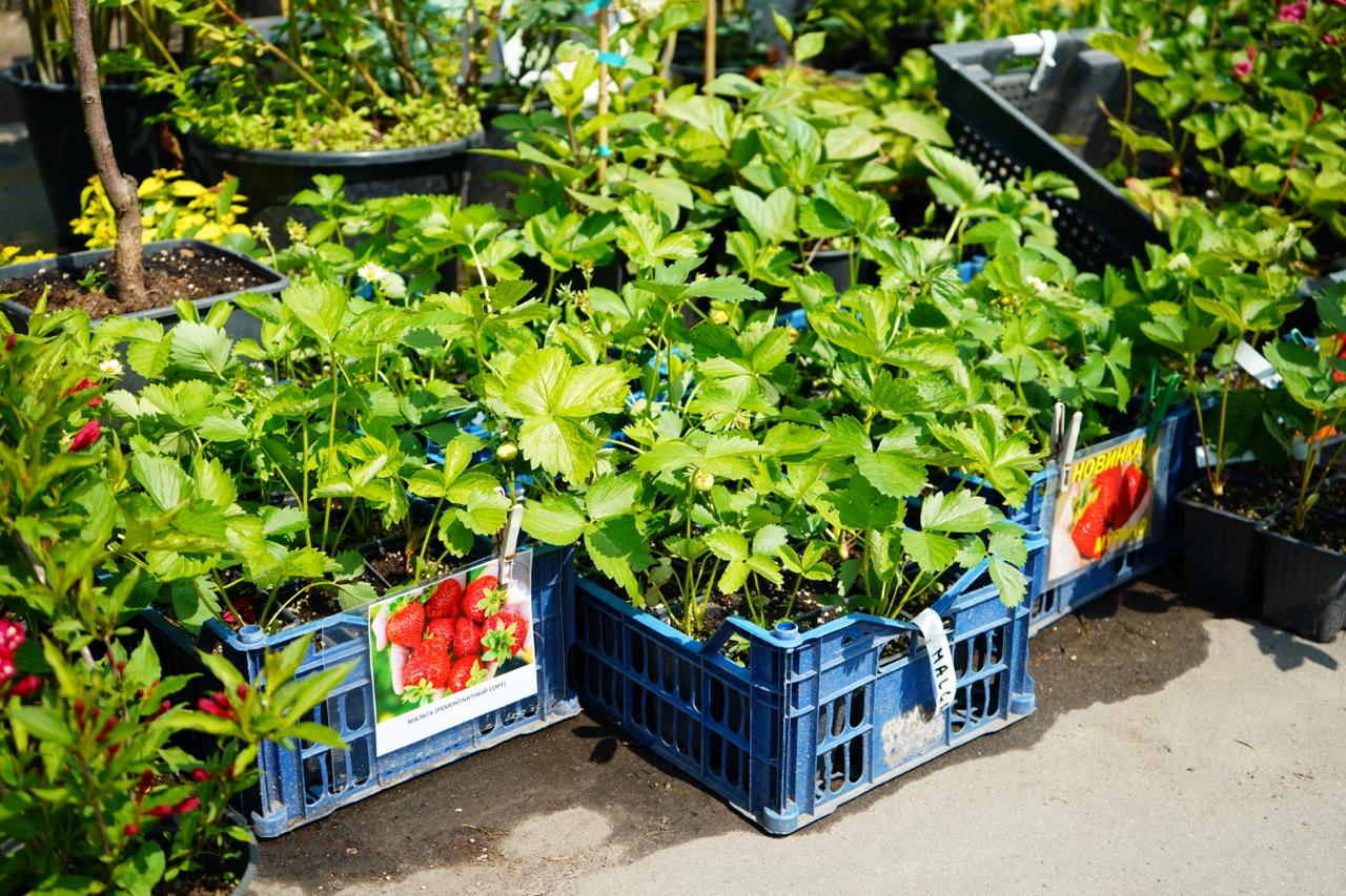 Саженцы как выглядят