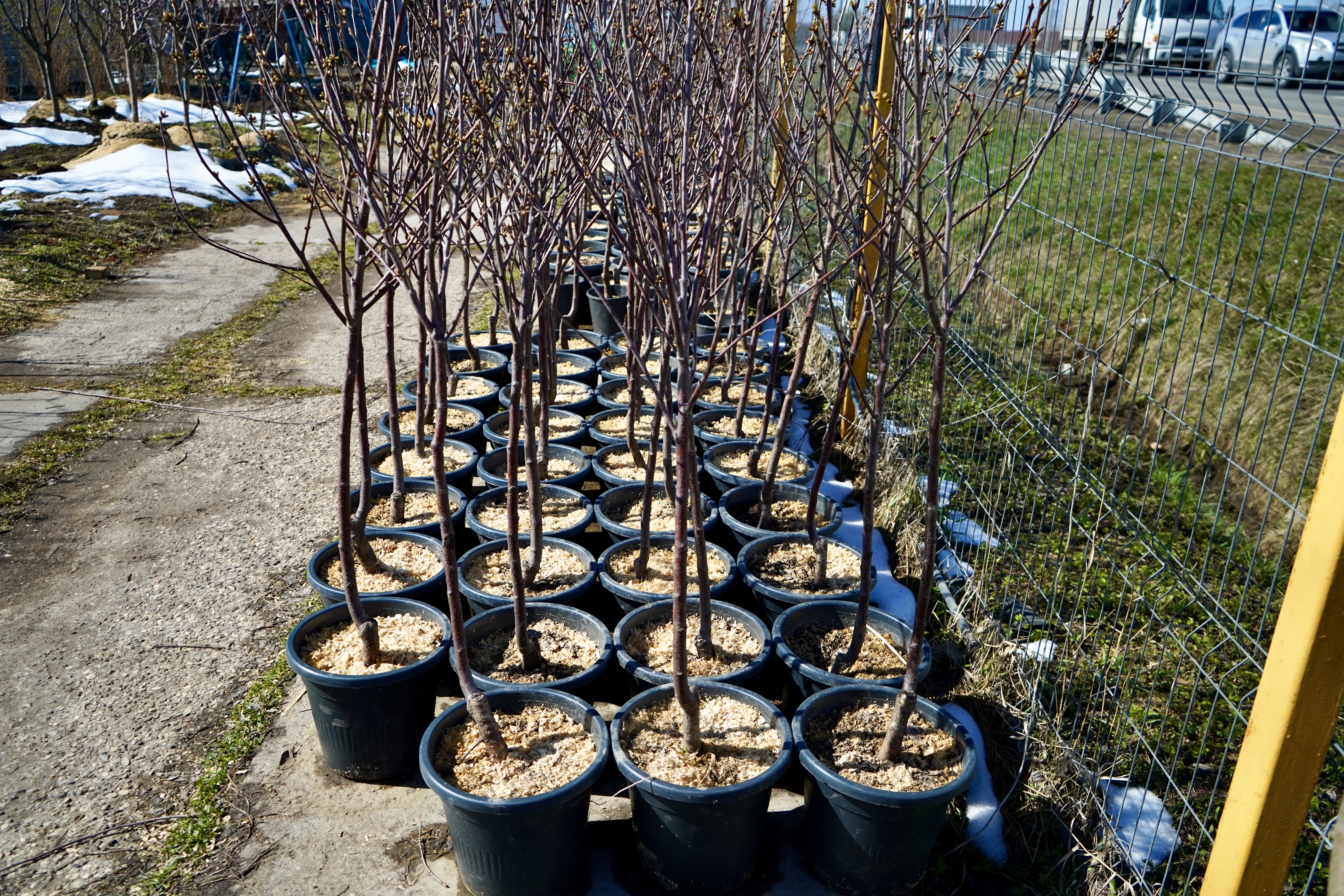 питомник кольцово