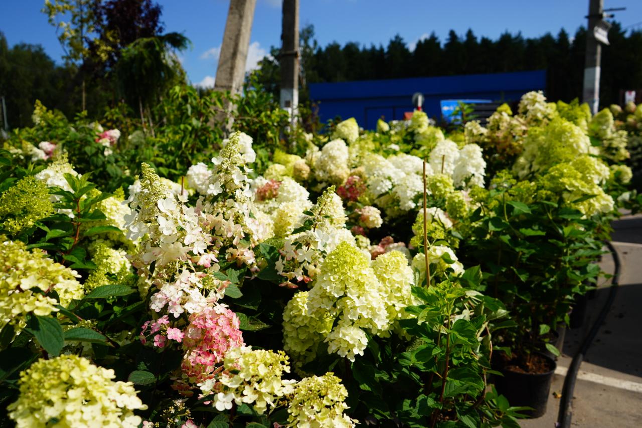 саженцы гортензии с зкс 