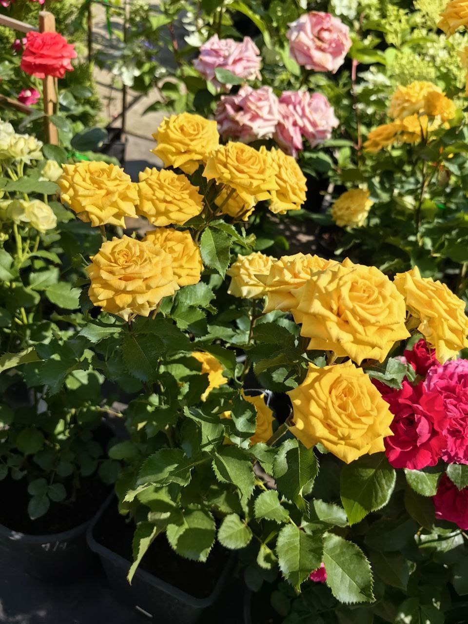 каталог садовых растений с зкс розы