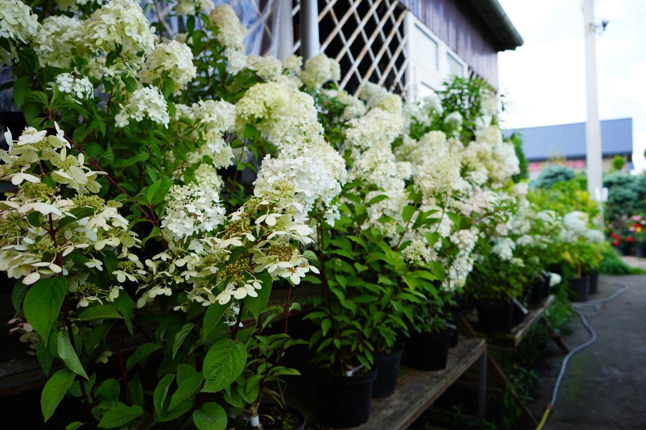 саженцы гортензии с зкс 