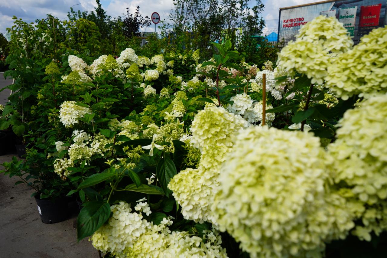 каталог садовых растений с зкс гортензия