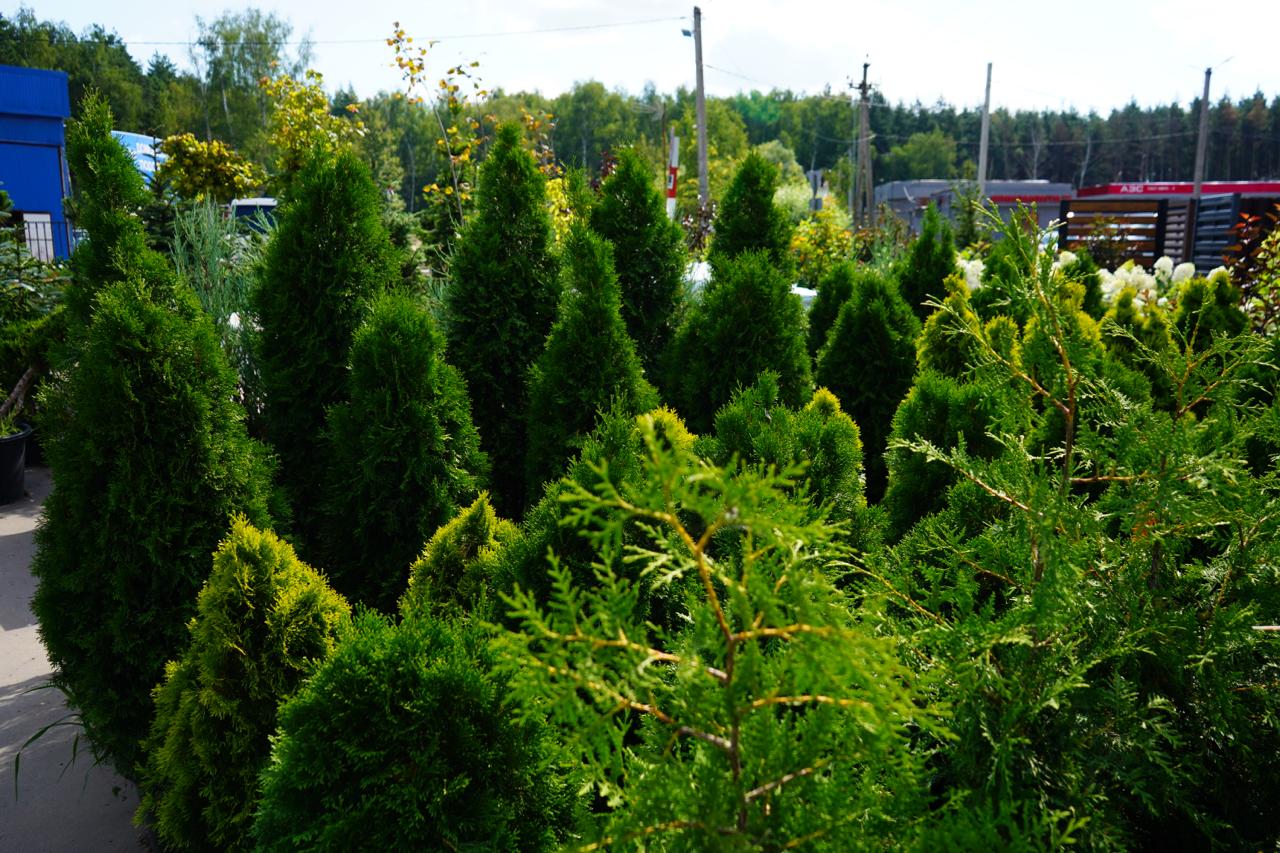 каталог садовых растений с зкс хвойные 