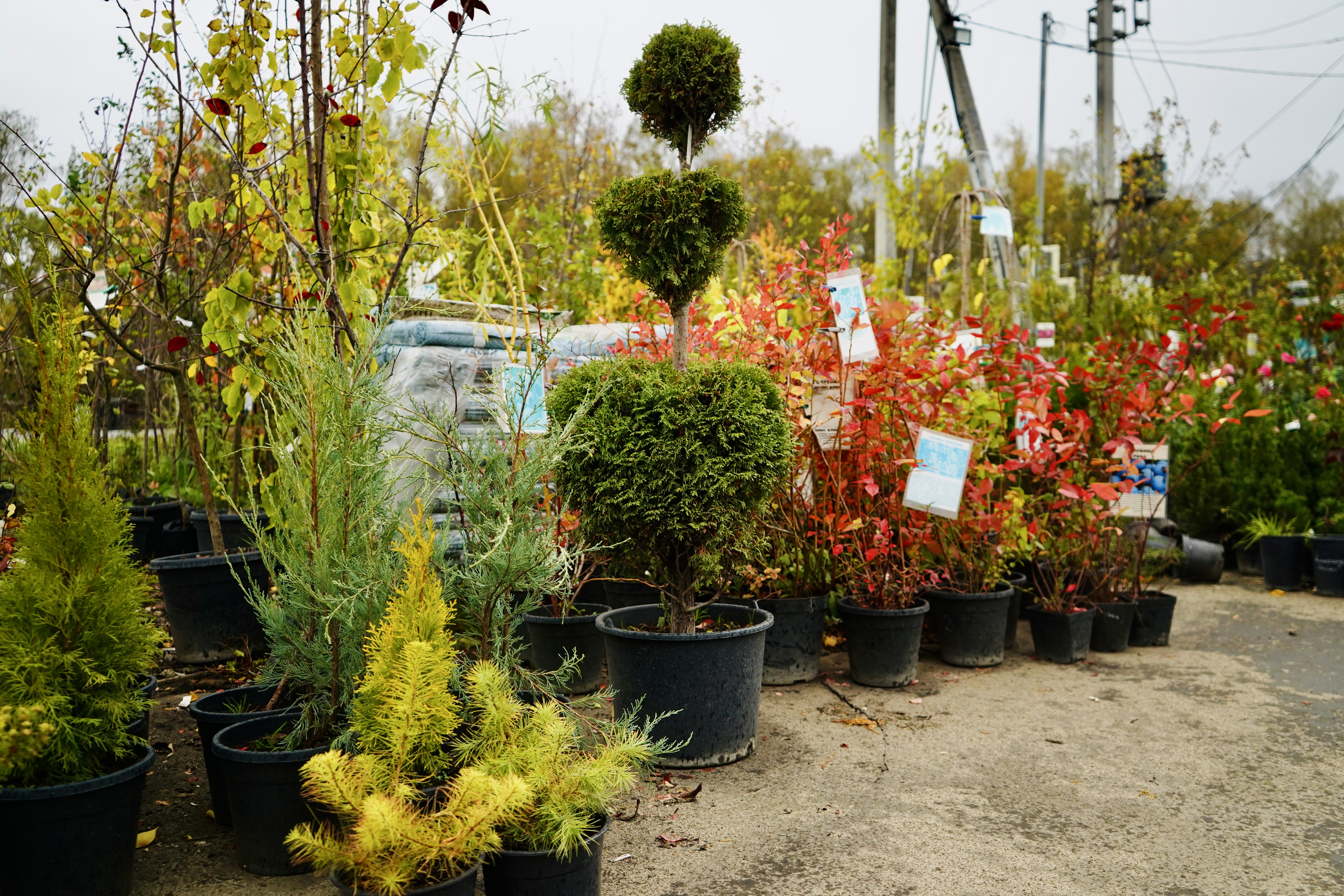 магазин садовых растений панино малино