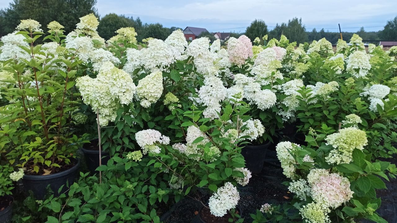 саженцы гортензии с зкс 