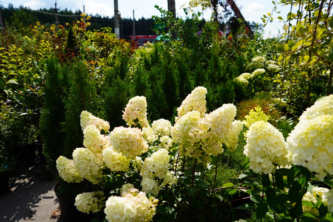 саженцы гортензии с зкс 