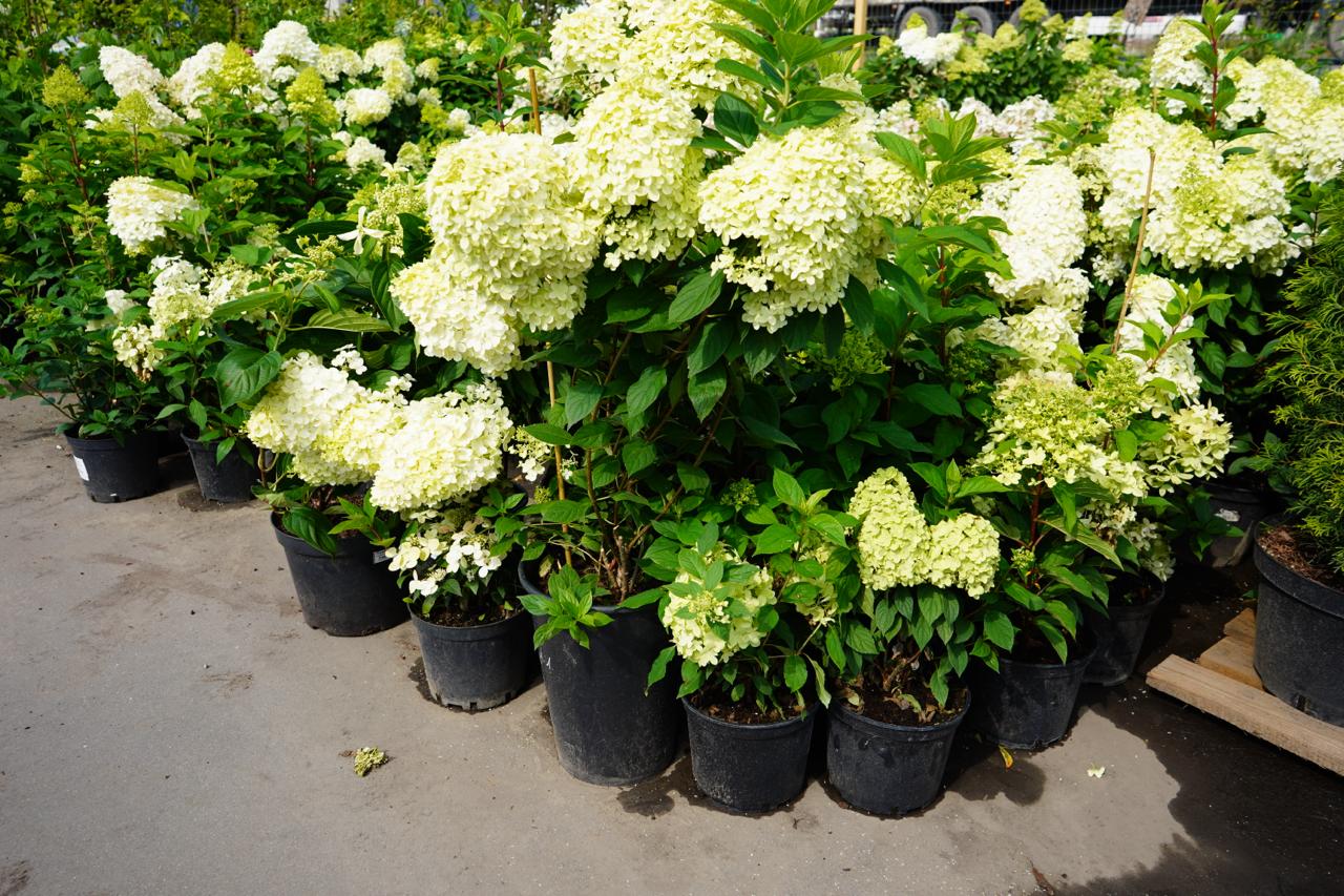 саженцы гортензии с зкс 