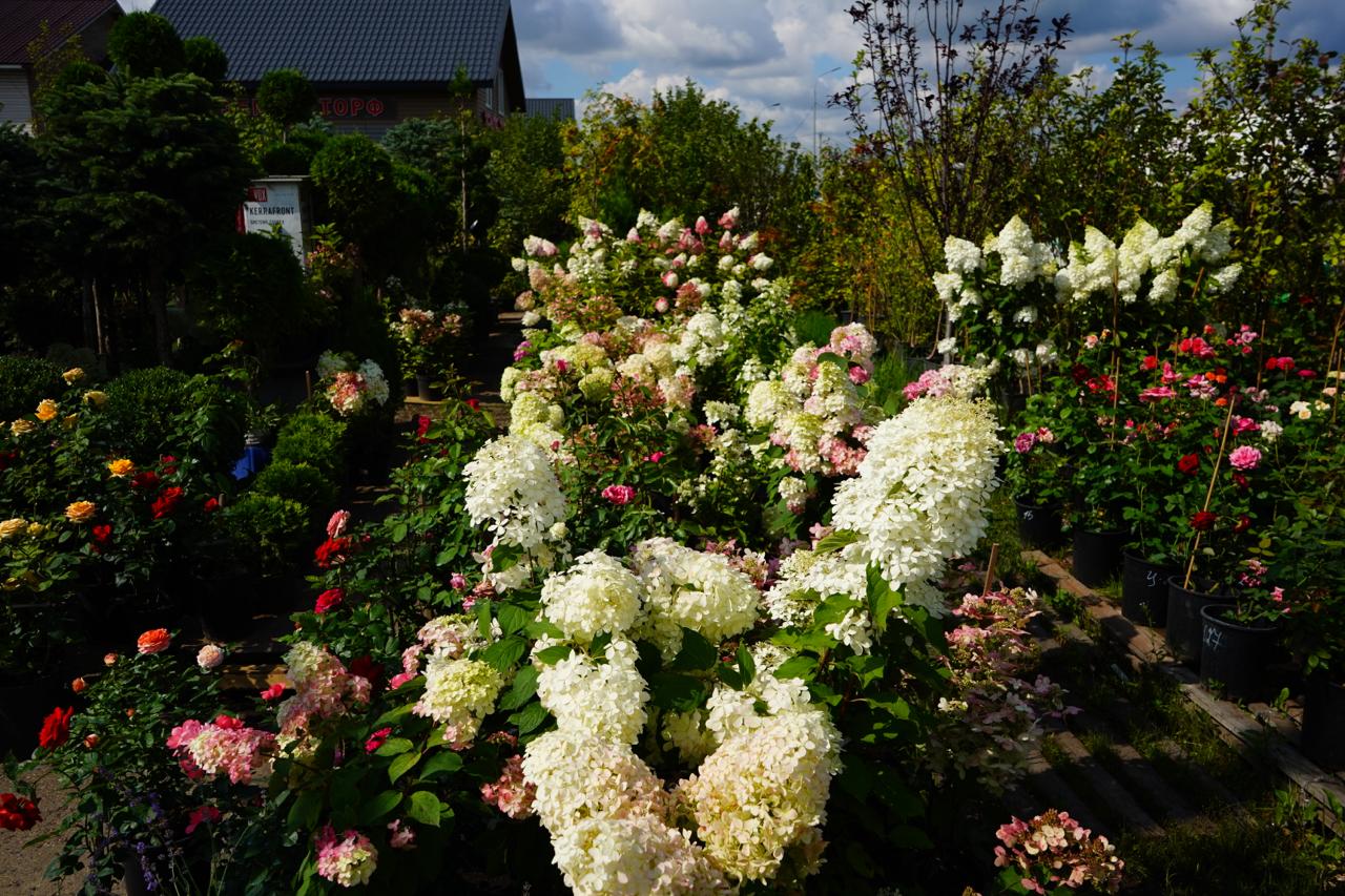 саженцы гортензии с зкс 