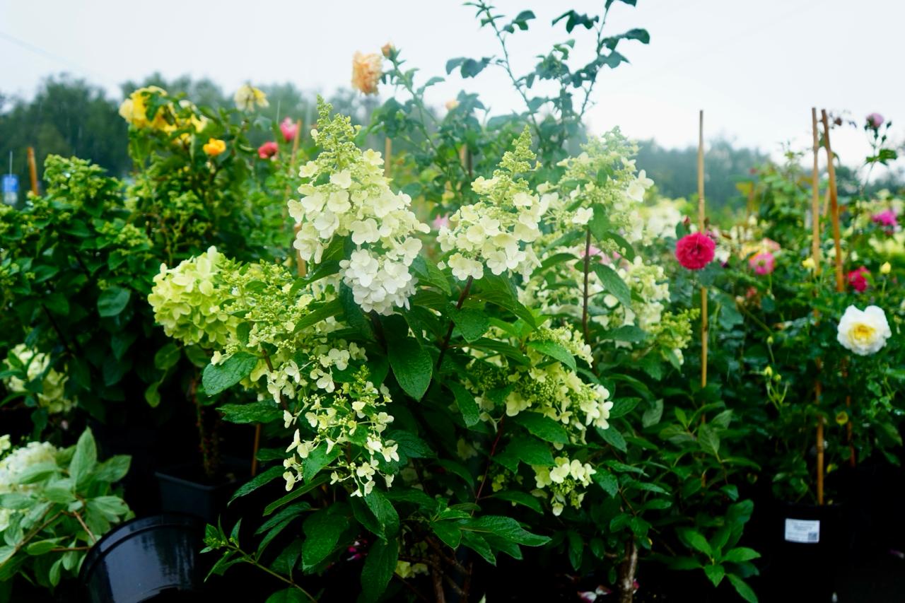 саженцы гортензии с зкс 