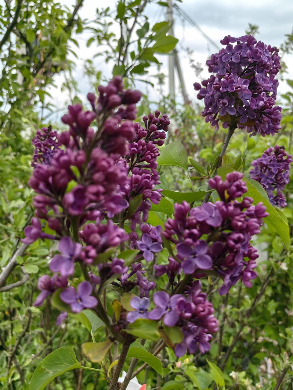 саженцы декоративные растения