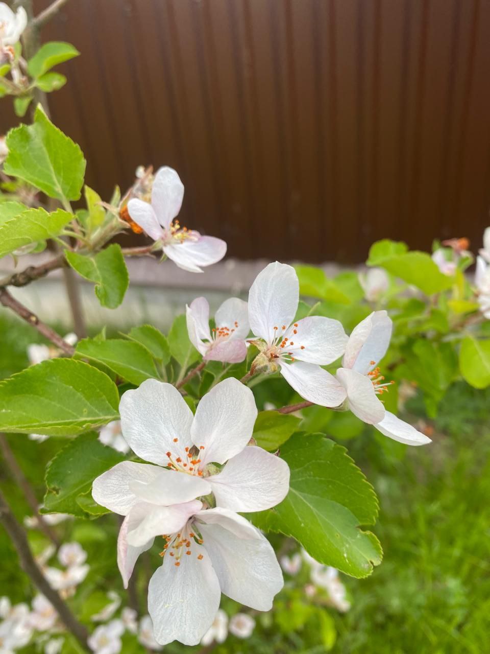 саженцы декоративные растения