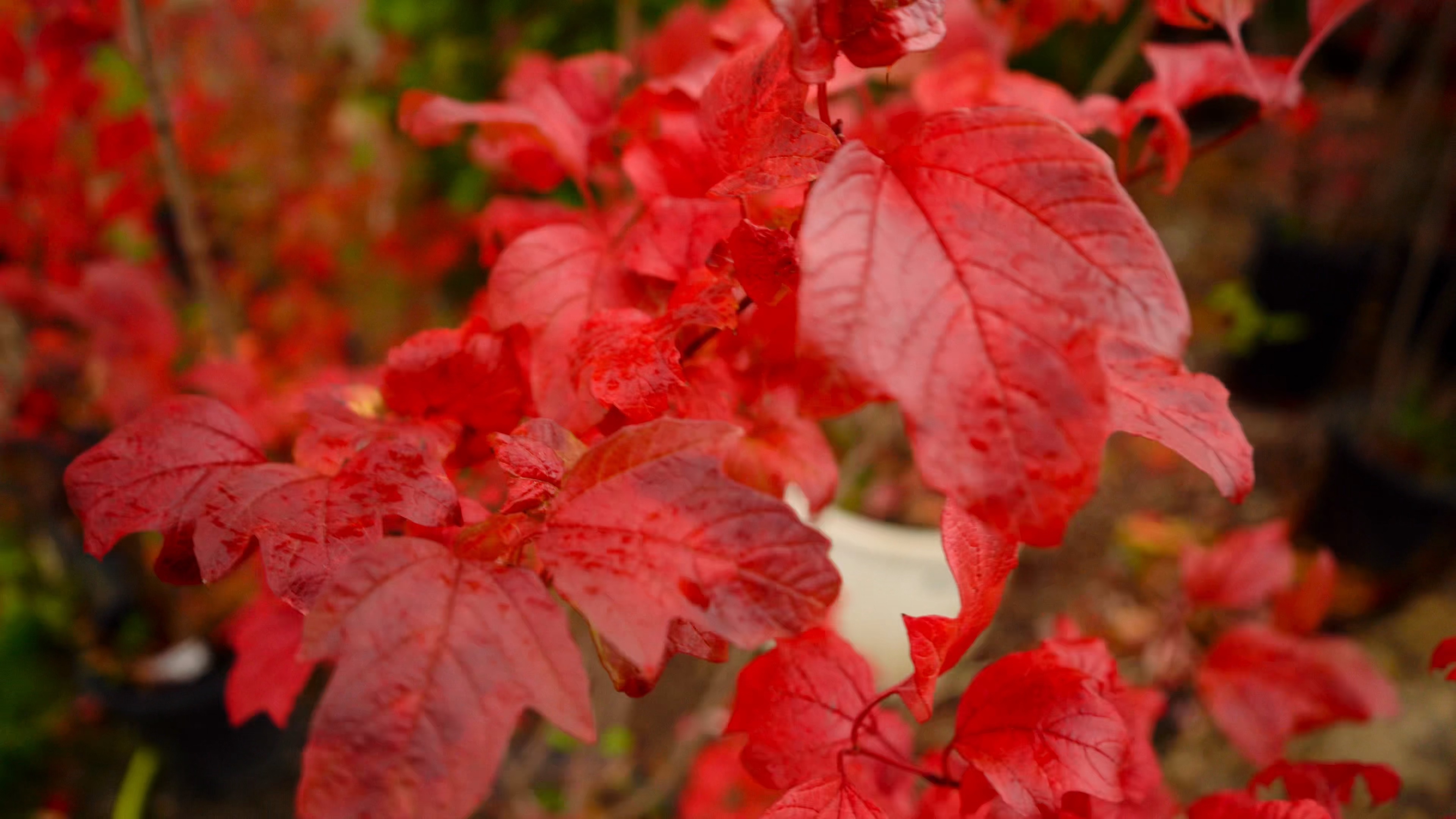 саженцы декоративные растения