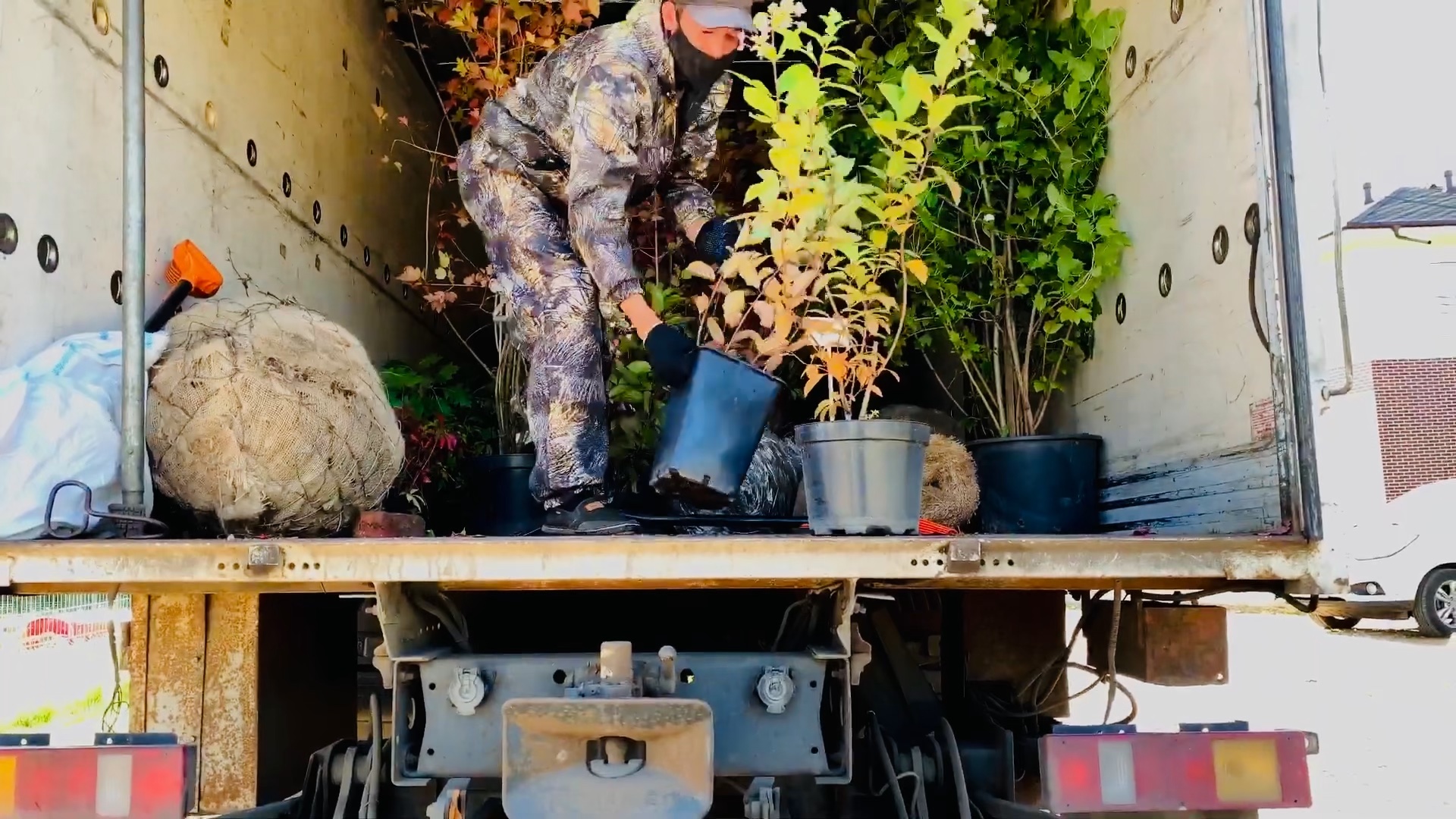 саженцы декоративные растения