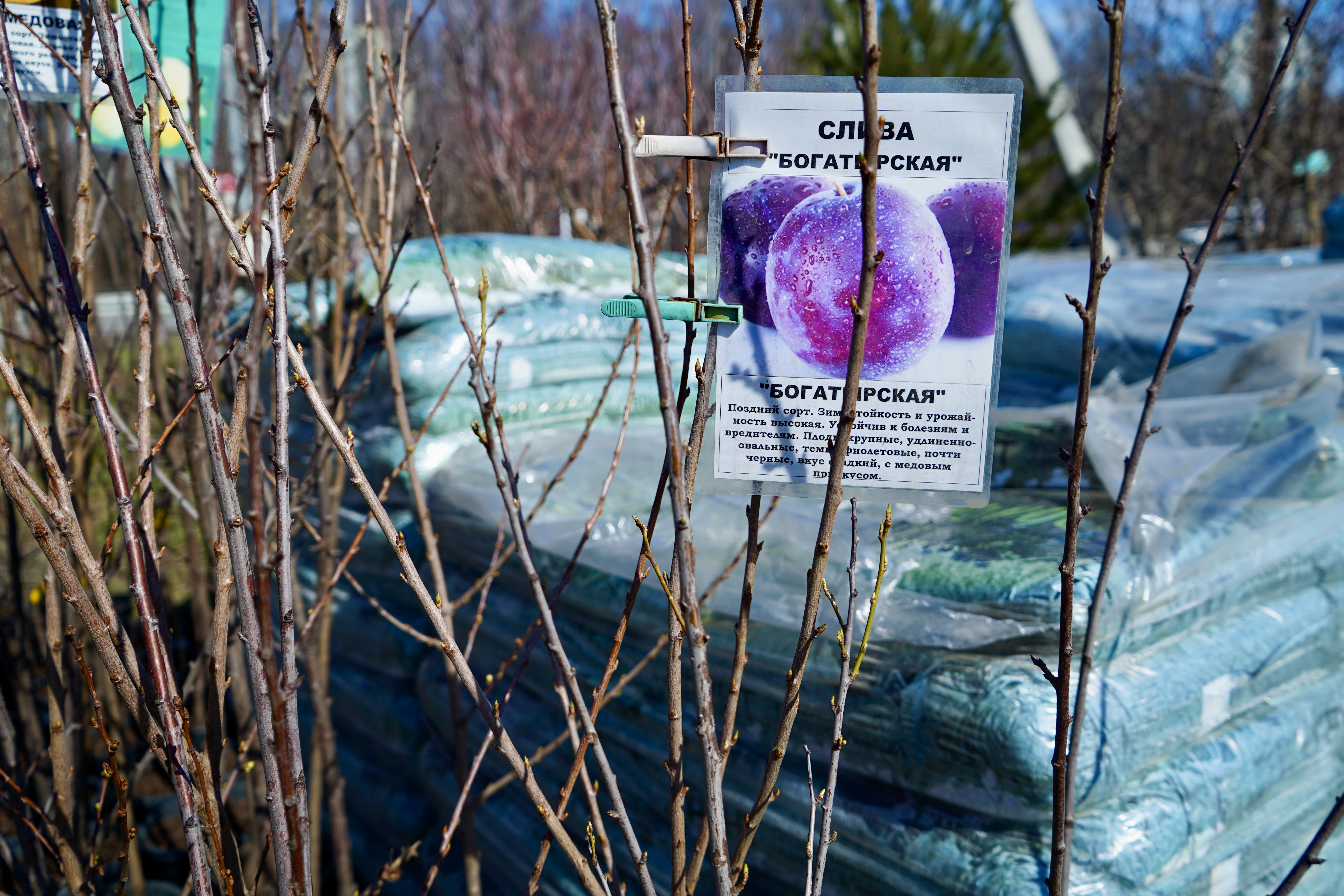 Саженцы сливы как выглядят