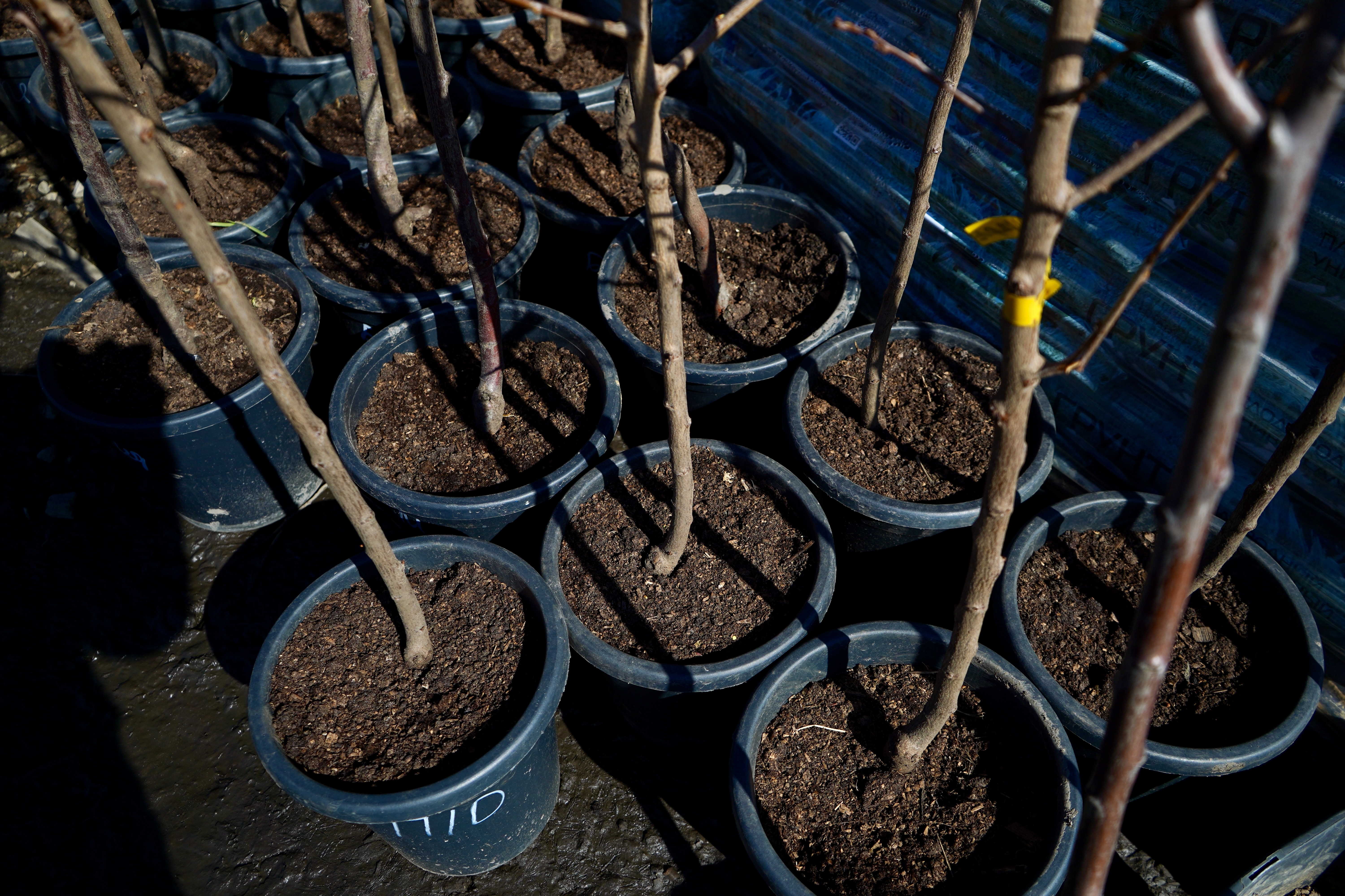 Саженцы сливы как выглядят