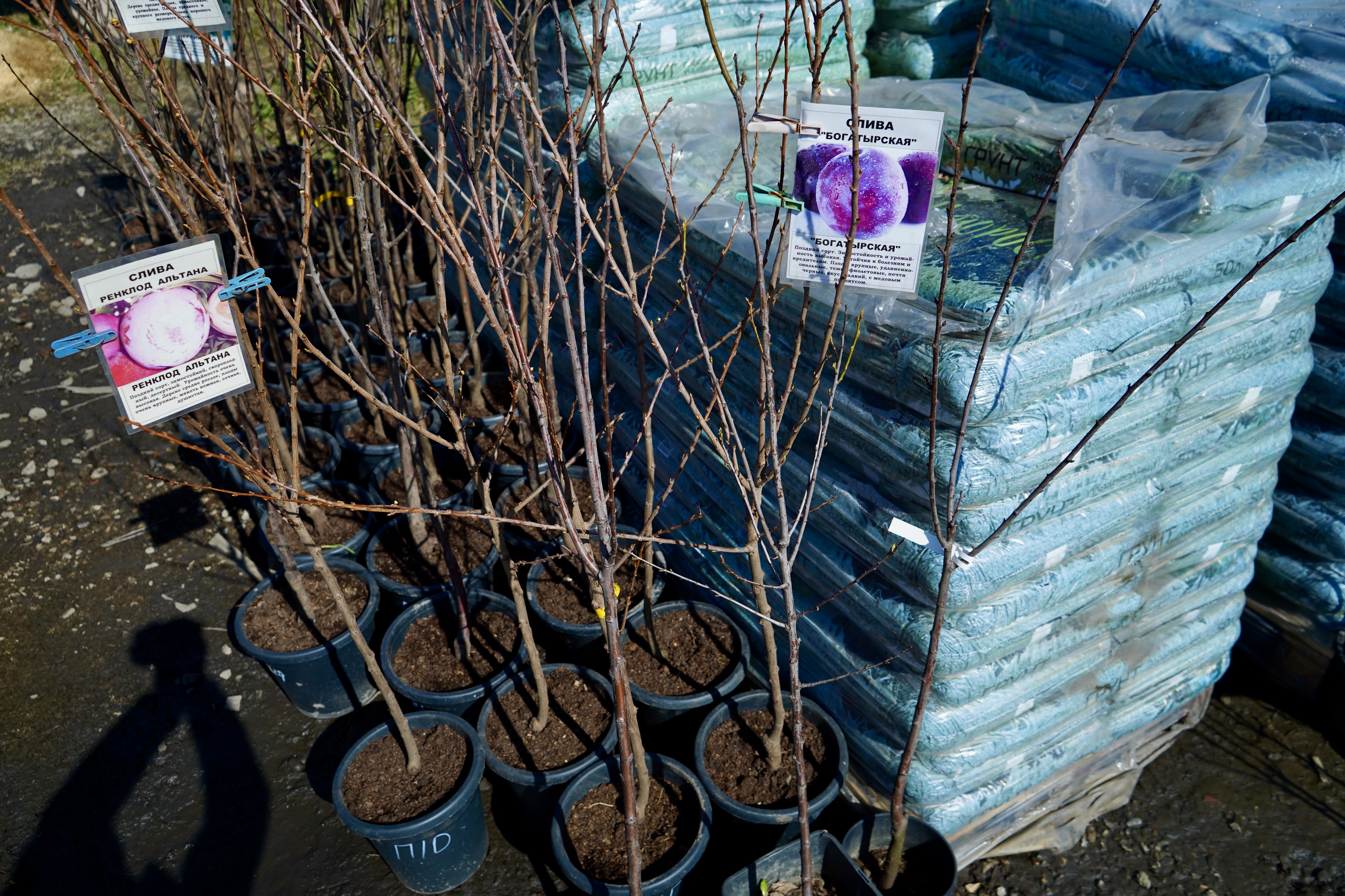 Саженцы сливы как выглядят