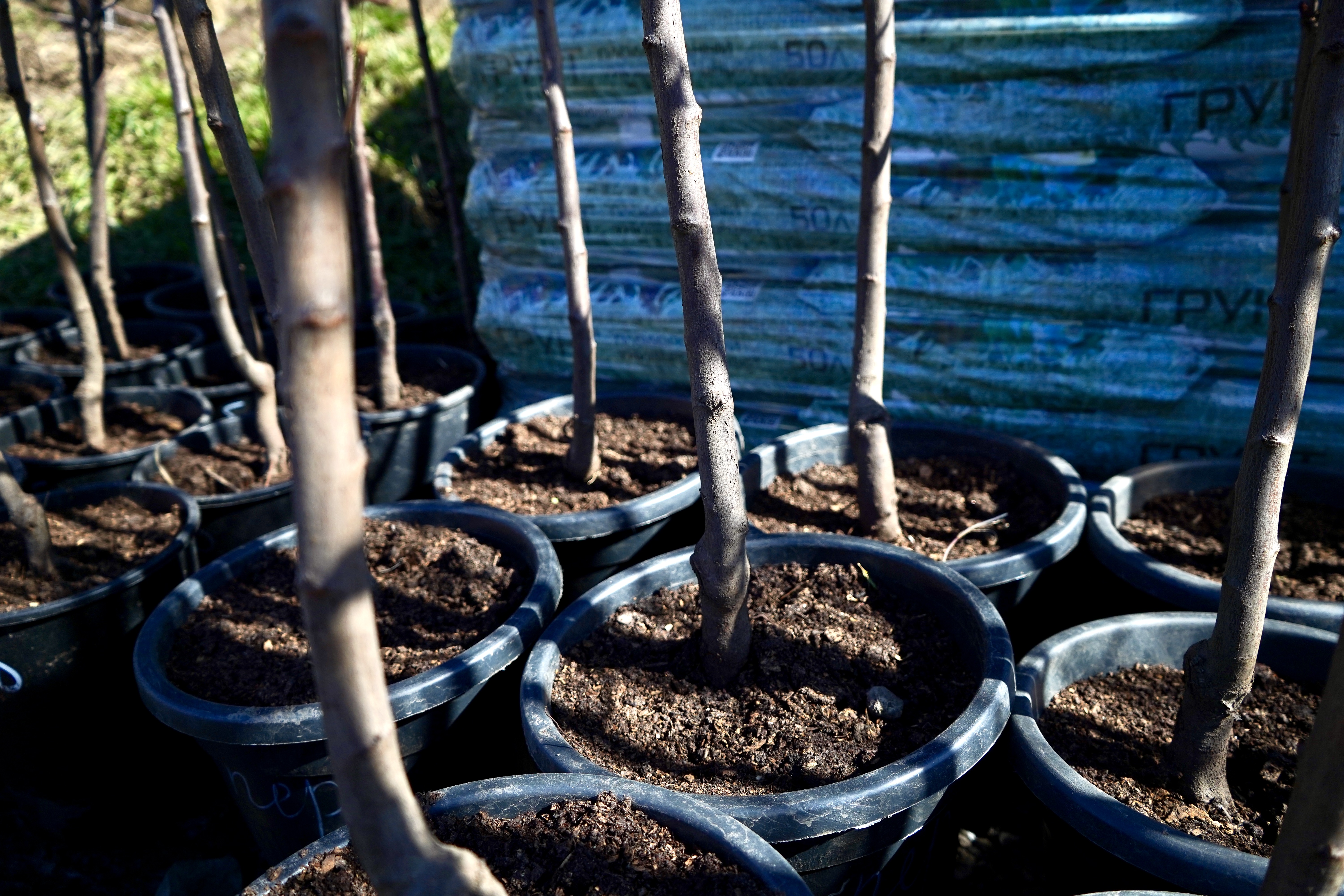 Саженцы сливы как выглядят