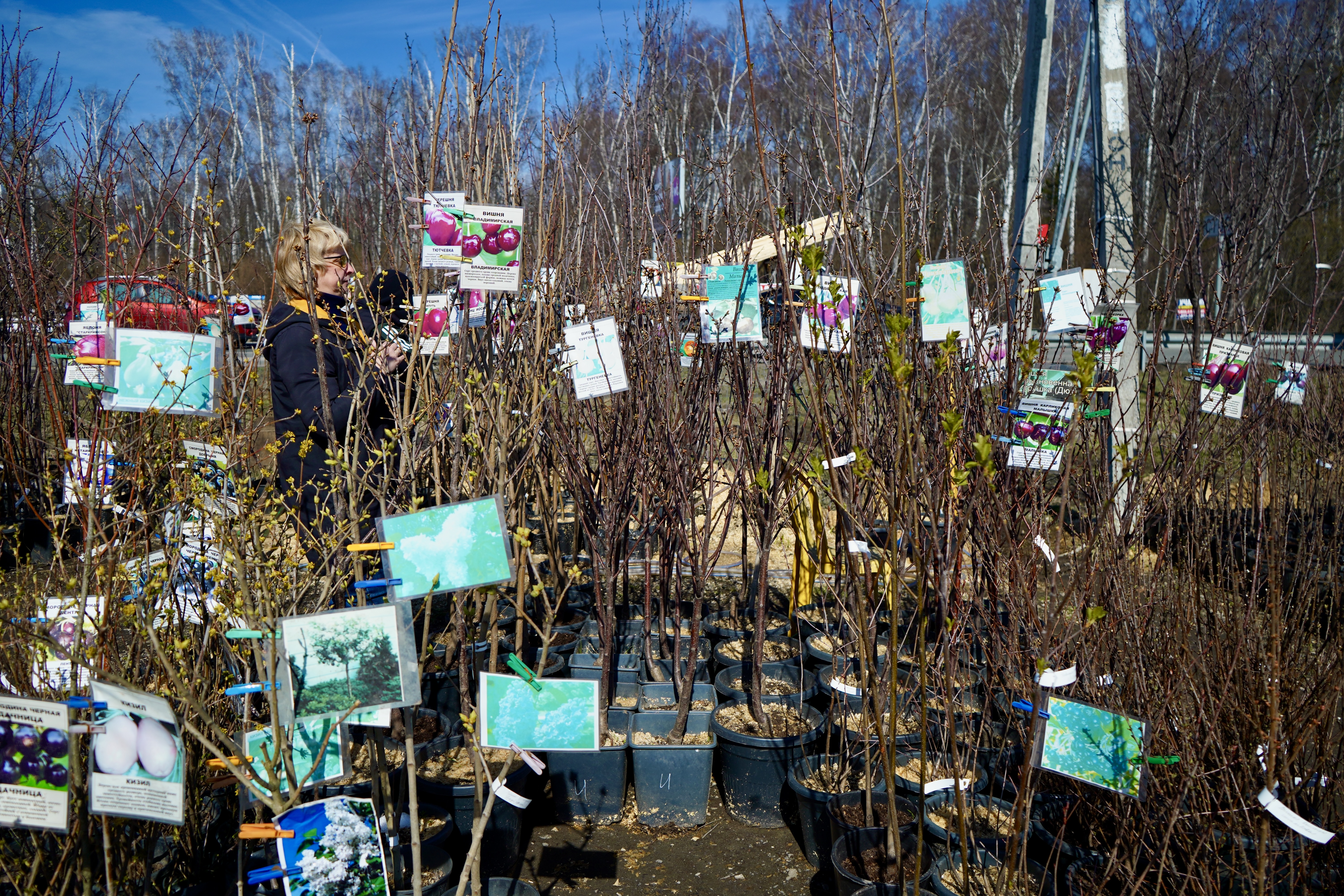 Саженцы вишни как выглядят