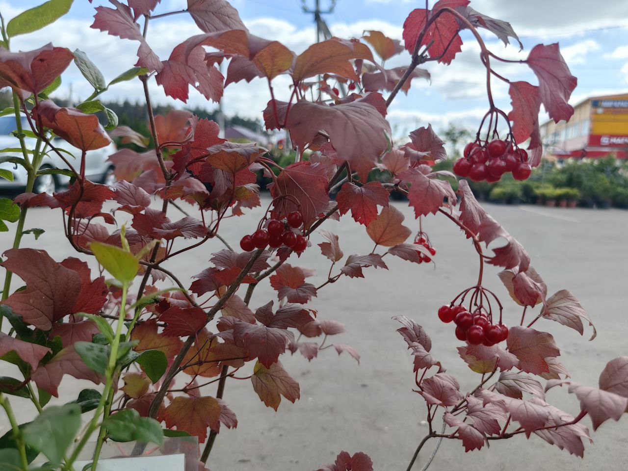 Саженцы калины как выглядят