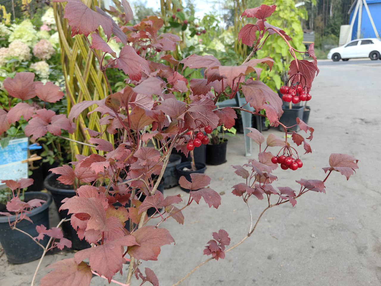 Саженцы калины как выглядят