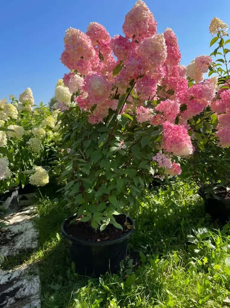 саженцы гортензии 5 лет с зкс 