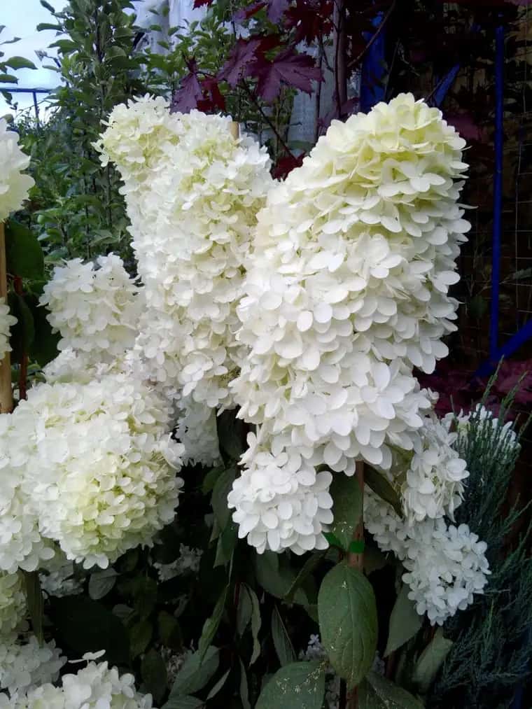 саженцы гортензии 5 лет с зкс 