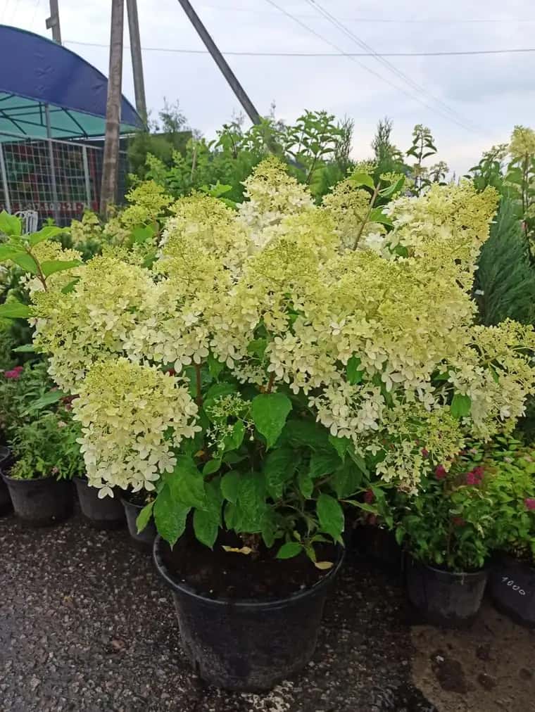 саженцы гортензии 5 лет с зкс 