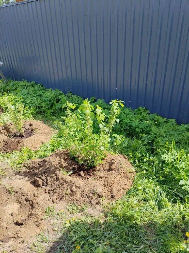 Саженцы черная смородина как выглядит