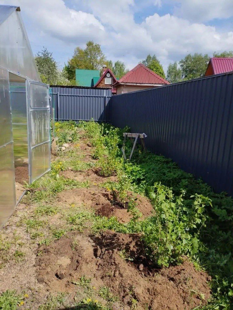Саженцы черная смородина плодовые кустарники