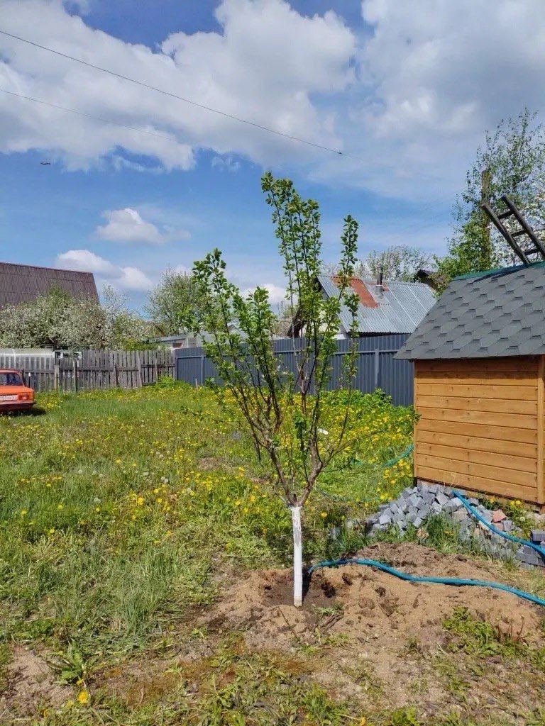 Саженцы плодовых деревьев зкс как выглядят