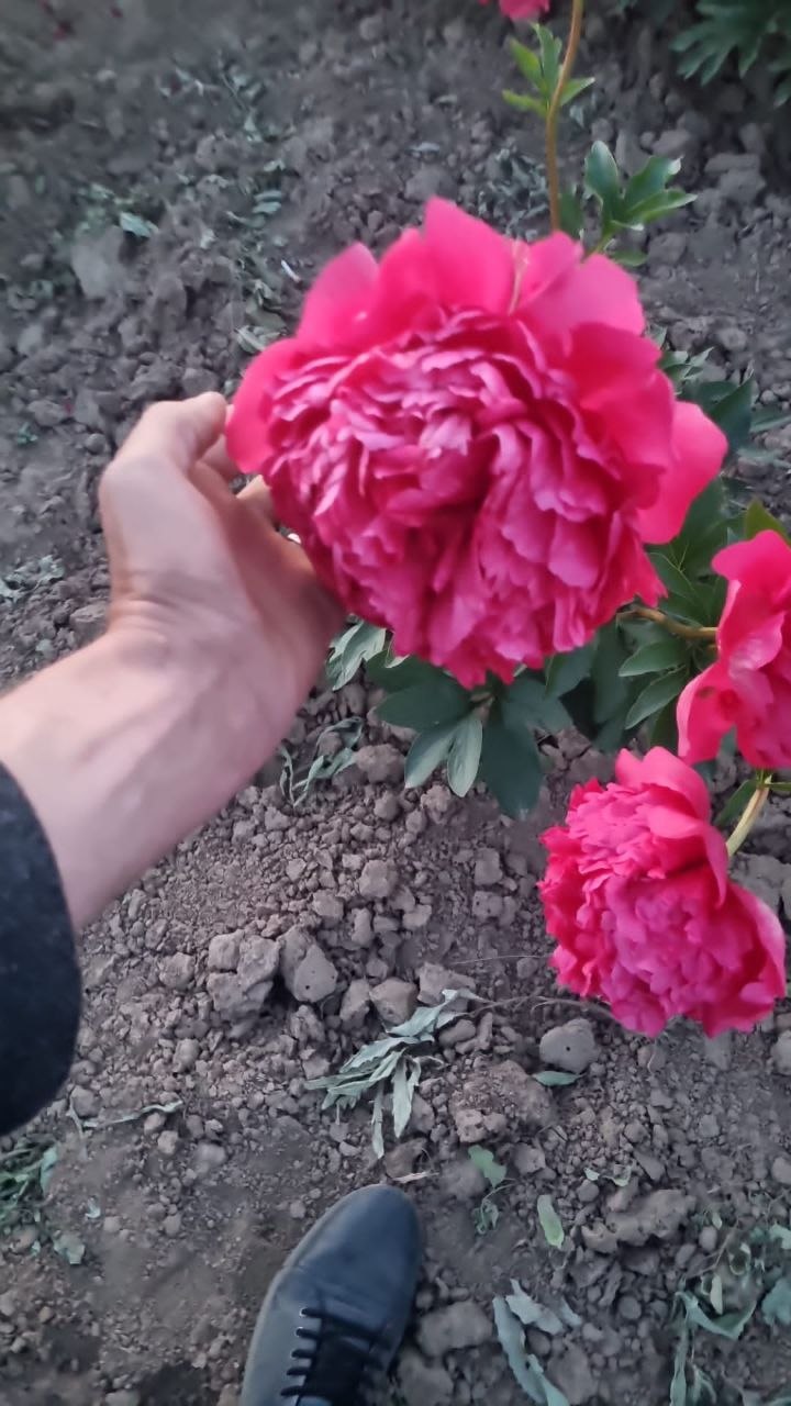 пионы саженцы 